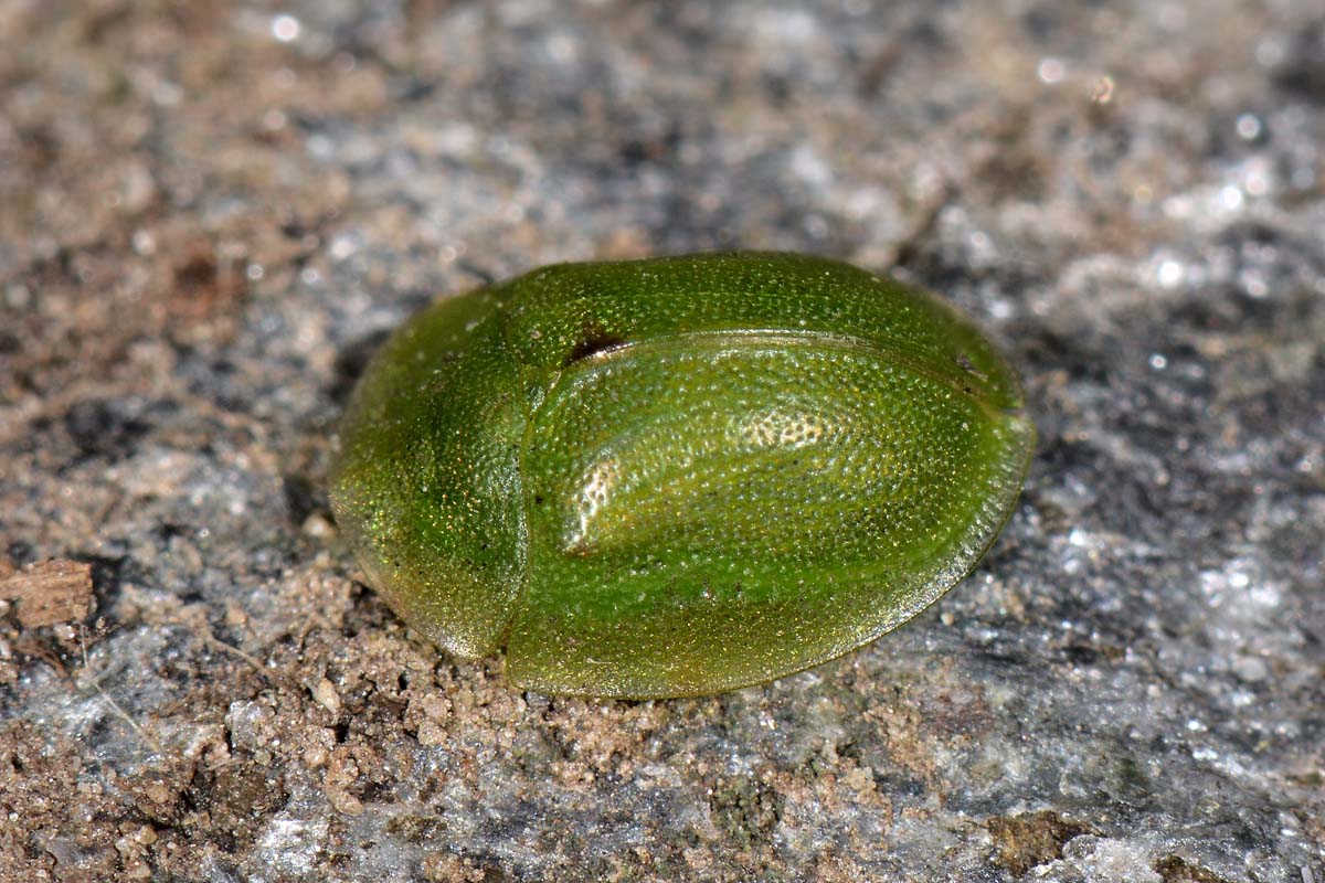 Chrysomelidae: Cassida hemisphaerica?....Cassida cfr. hemisphaerica